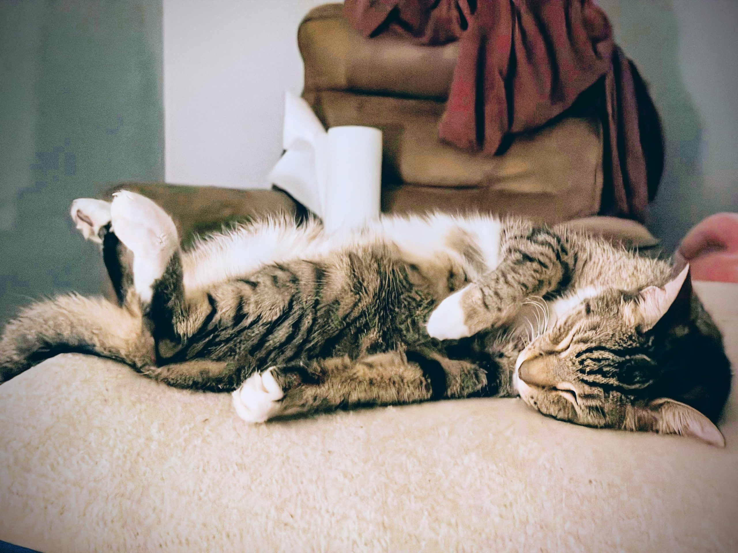 A silver tabby cat laying on his back asleep.
