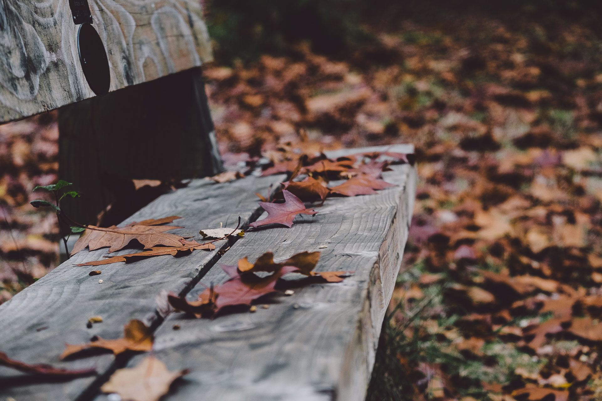 Dried autumn leaves resting on a wooden park bench