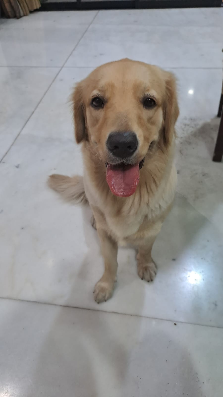 if you call yourself a golden retriever, people may say sit