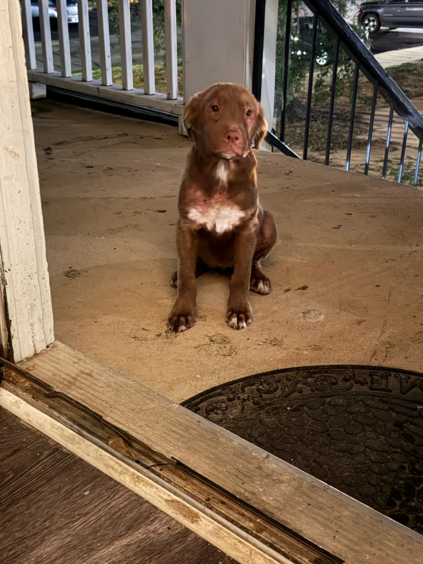 a stray dog showed up and kindness immediately became logistics