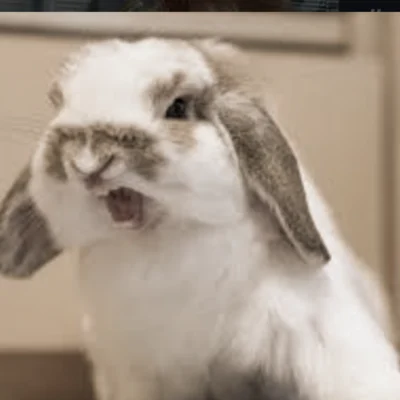 Hotter, even more cross Bunny
